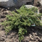 Green Carpet Juniper (Juniperus communis ‘Green Carpet’)