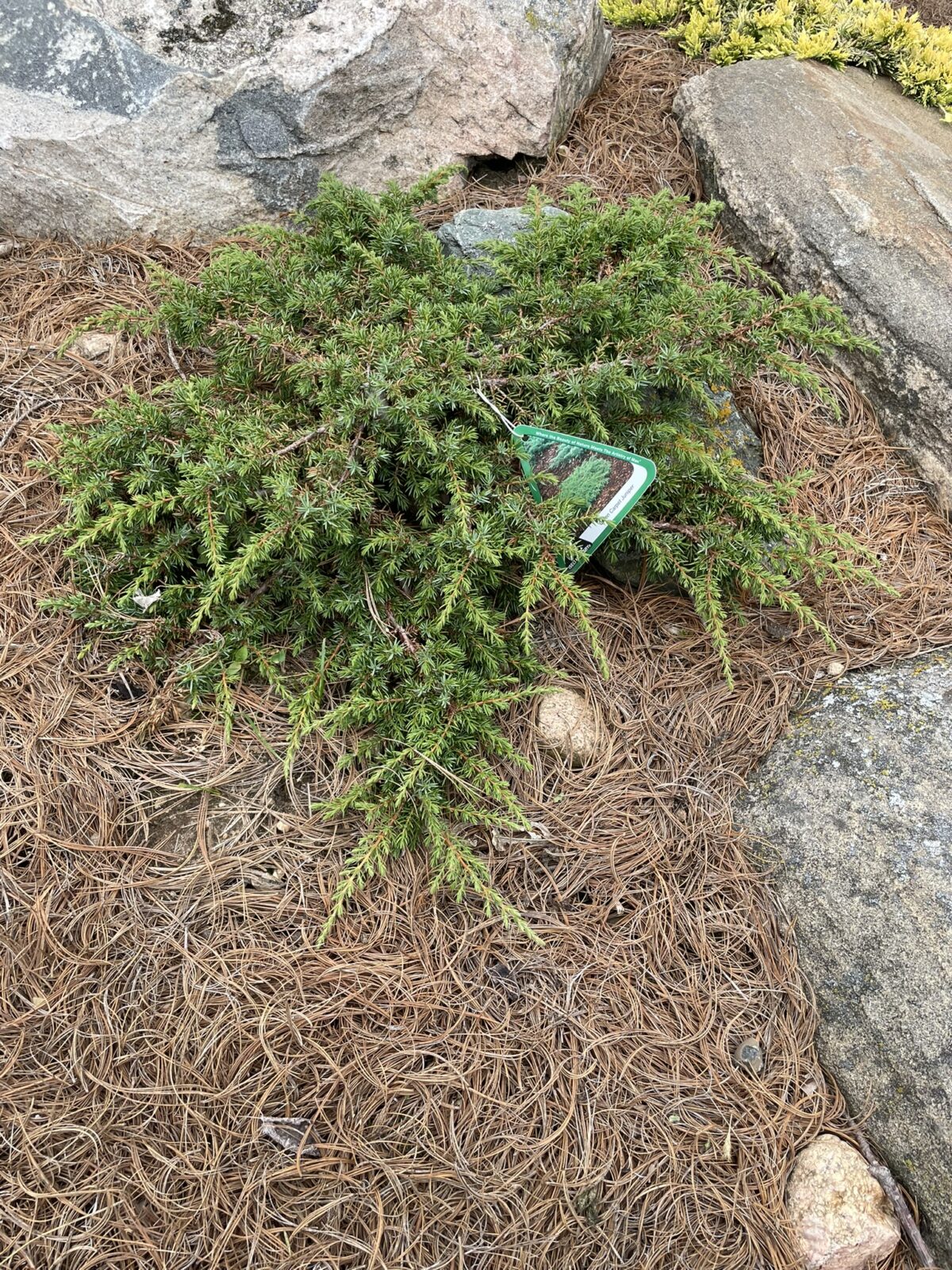 Green Carpet Juniper (Juniperus communis ‘Green Carpet’)