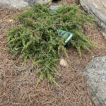 Green Carpet Juniper (Juniperus communis ‘Green Carpet’)