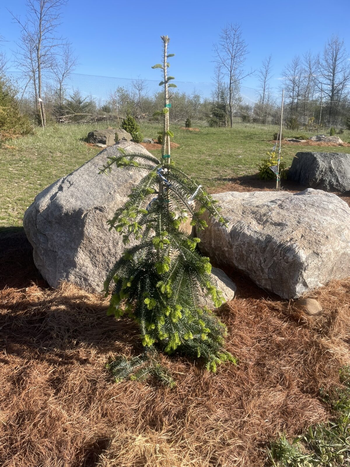 Green Spiral Silver Fir (Abies alba ‘Green Spiral’)
