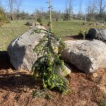 Green Spiral Silver Fir (Abies alba ‘Green Spiral’)