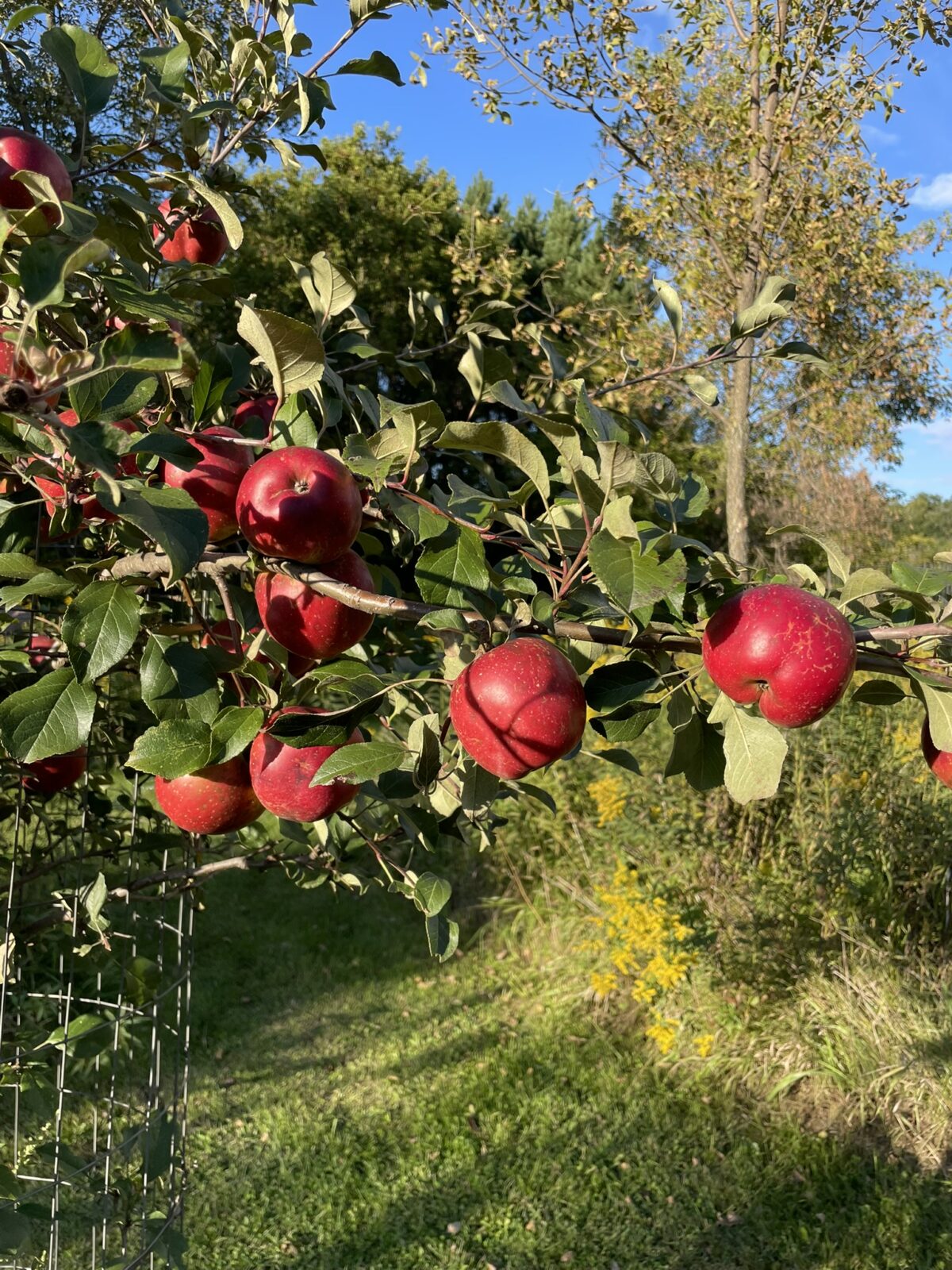 Haralred Apple