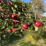 Haralred Apple
