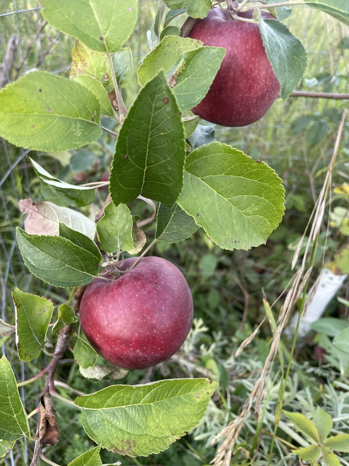 Hazen Apple