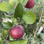 Hazen Apple