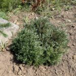 Heatherbun Atlantic White Cedar (Chamaecyparis thyoides ‘Heather Bun’)