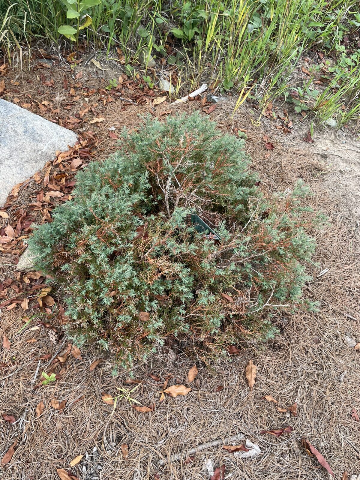 Heatherbun Atlantic White Cedar (Chamaecyparis thyoides ‘Heather Bun’)