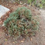 Heatherbun Atlantic White Cedar (Chamaecyparis thyoides ‘Heather Bun’)