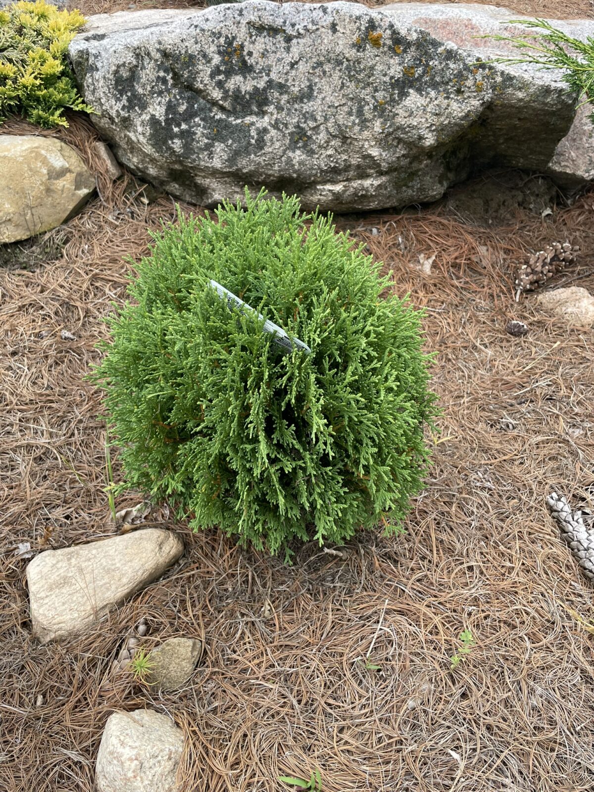Hetz Midget Arborvitae (Thuja occidentalis ‘Hetz Midget’)