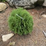 Hetz Midget Arborvitae (Thuja occidentalis ‘Hetz Midget’)
