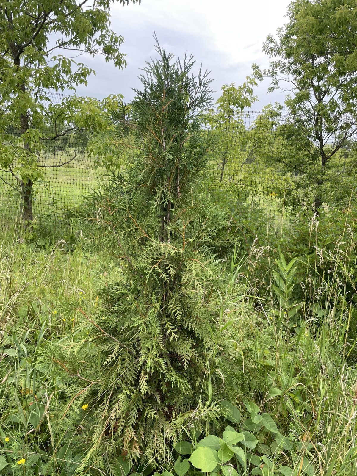 Hetz Wintergreen Arborvitae (Thuja occidentalis ‘Hetz Wintergreen’)