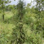 Hetz Wintergreen Arborvitae (Thuja occidentalis 'Hetz Wintergreen')