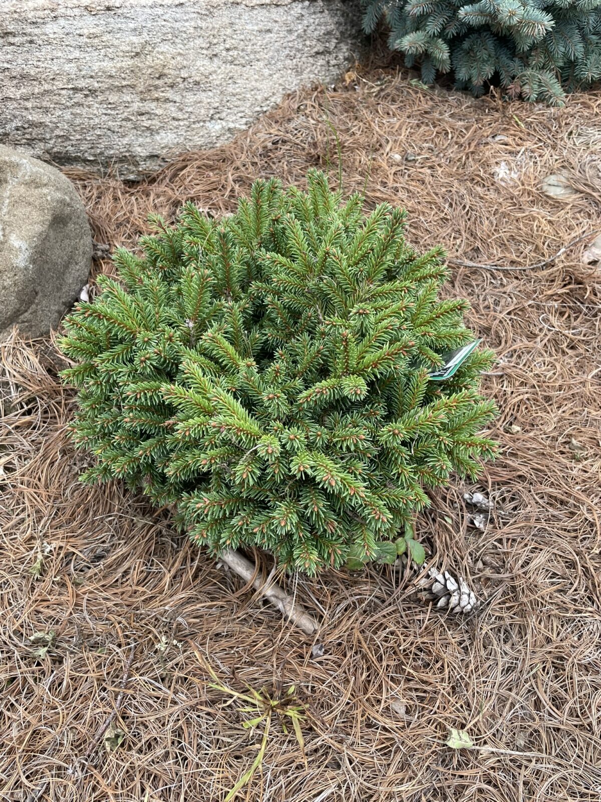 Hildburghausen Norway Spruce (Picea abies ‘Hildburghausen’)