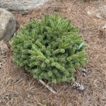 Hildburghausen Norway Spruce (Picea abies ‘Hildburghausen’)