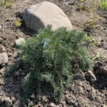 Hillside Creeper Scots Pine (Pinus sylvestris ‘Hillside Creeper’)