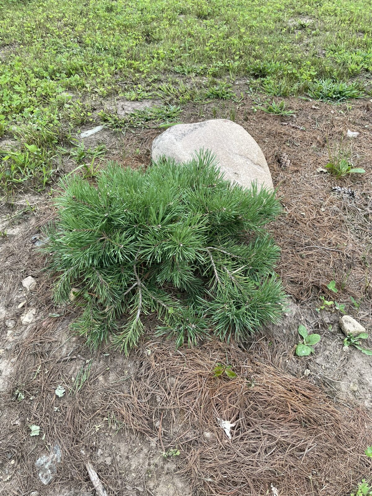 Hillside Creeper Scots Pine (Pinus sylvestris ‘Hillside Creeper’)