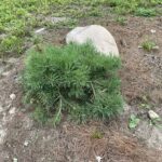 Hillside Creeper Scots Pine (Pinus sylvestris ‘Hillside Creeper’)