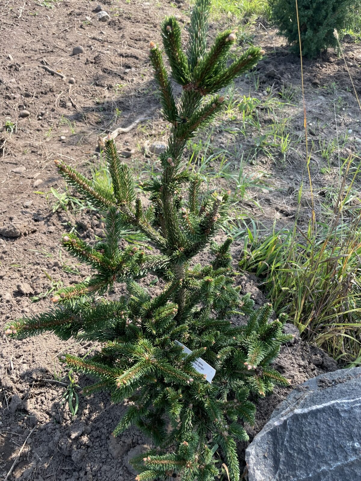 Hillside Upright Norway Spruce (Picea abies ‘Hillside Upright’)