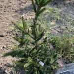 Hillside Upright Norway Spruce (Picea abies ‘Hillside Upright’)