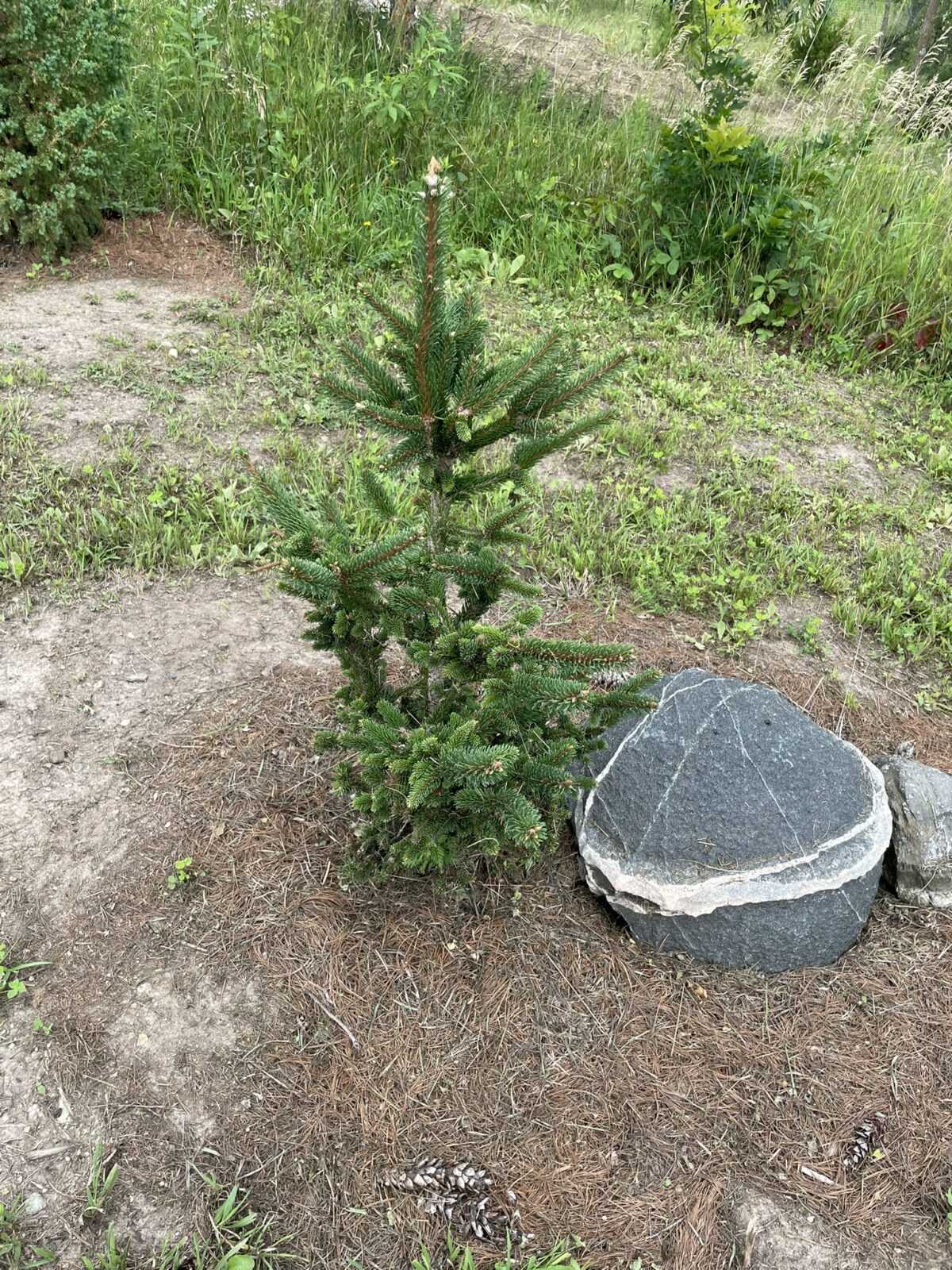 Hillside Upright Norway Spruce (Picea abies ‘Hillside Upright’)