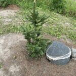 Hillside Upright Norway Spruce (Picea abies ‘Hillside Upright’)