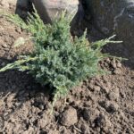 Holger Juniper (Juniperus squamata ‘Holger’)