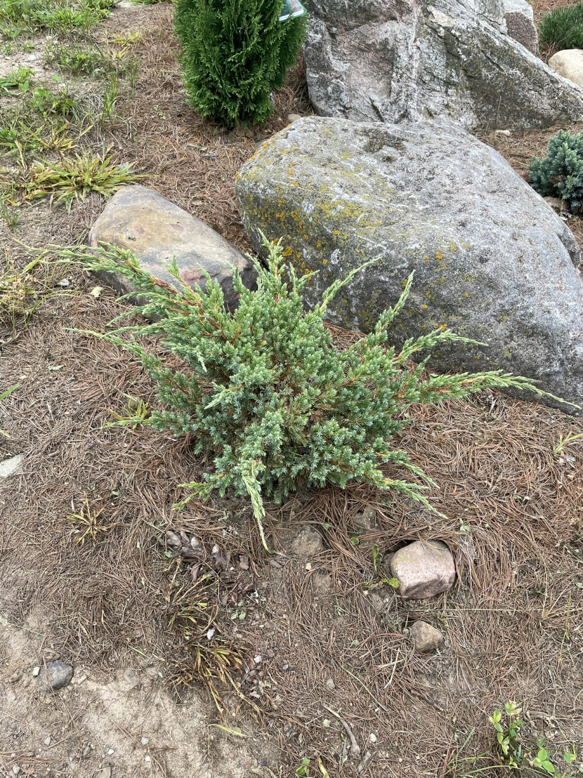 Holger Juniper (Juniperus squamata ‘Holger’)