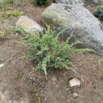 Holger Juniper (Juniperus squamata ‘Holger’)
