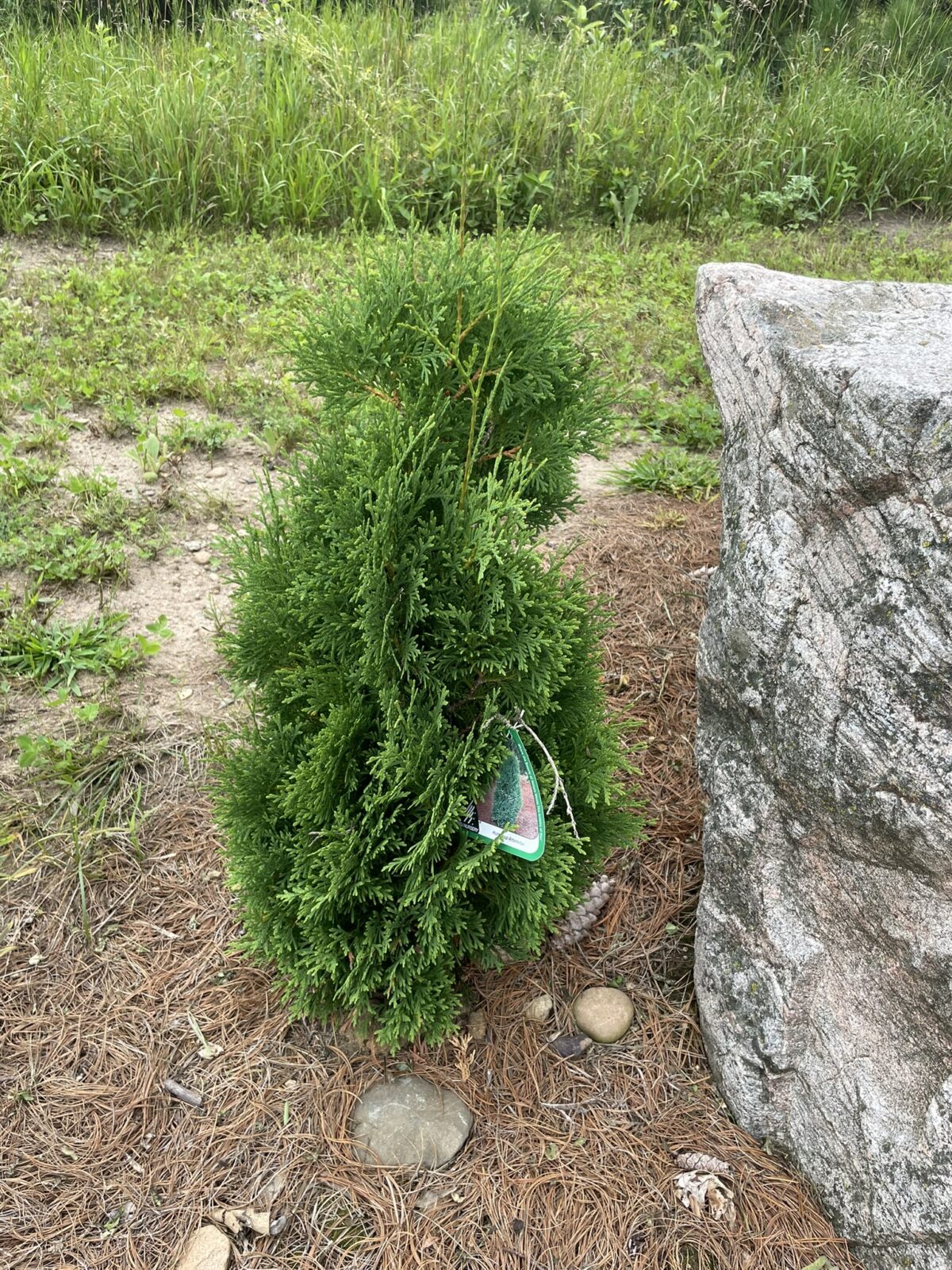 Holmstrup Arborvitae (Thuja occidentalis ‘Holmstrup’)