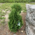 Holmstrup Arborvitae (Thuja occidentalis ‘Holmstrup’)