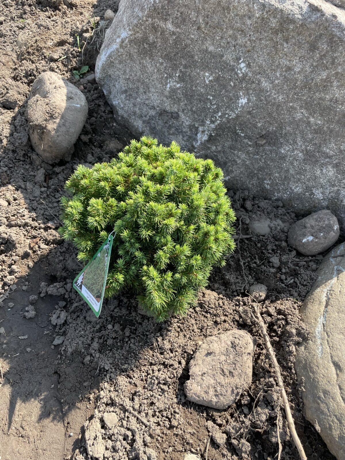 Humpty Dumpty Alberta Spruce (Picea glauca ‘Humpty Dumpty’)