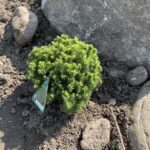 Humpty Dumpty Alberta Spruce (Picea glauca ‘Humpty Dumpty’)