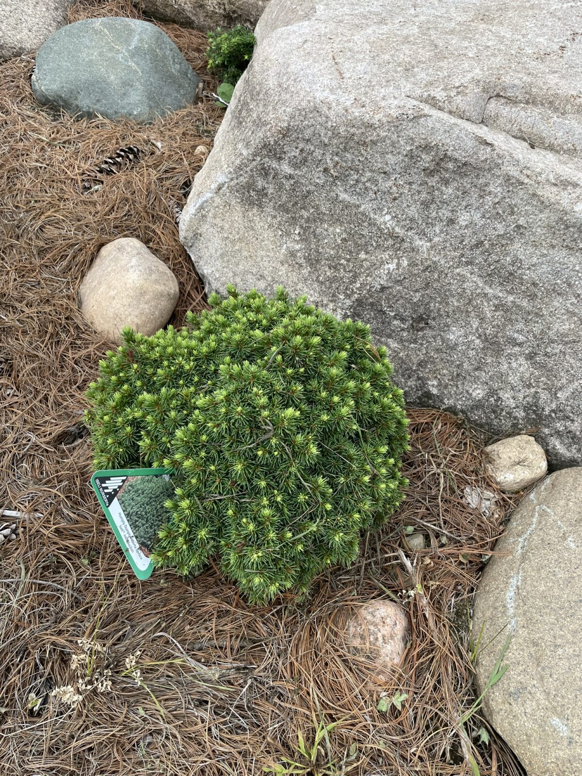 Humpty Dumpty Alberta Spruce (Picea glauca ‘Humpty Dumpty’)