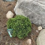 Humpty Dumpty Alberta Spruce (Picea glauca ‘Humpty Dumpty’)