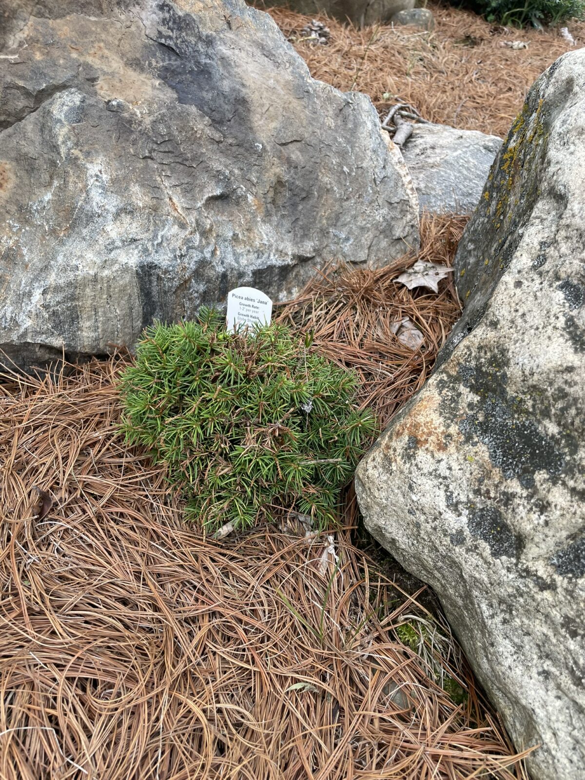 Jana Miniature Norway Spruce (Picea abies ‘Jana’)