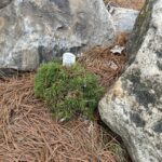 Jana Miniature Norway Spruce (Picea abies ‘Jana’)