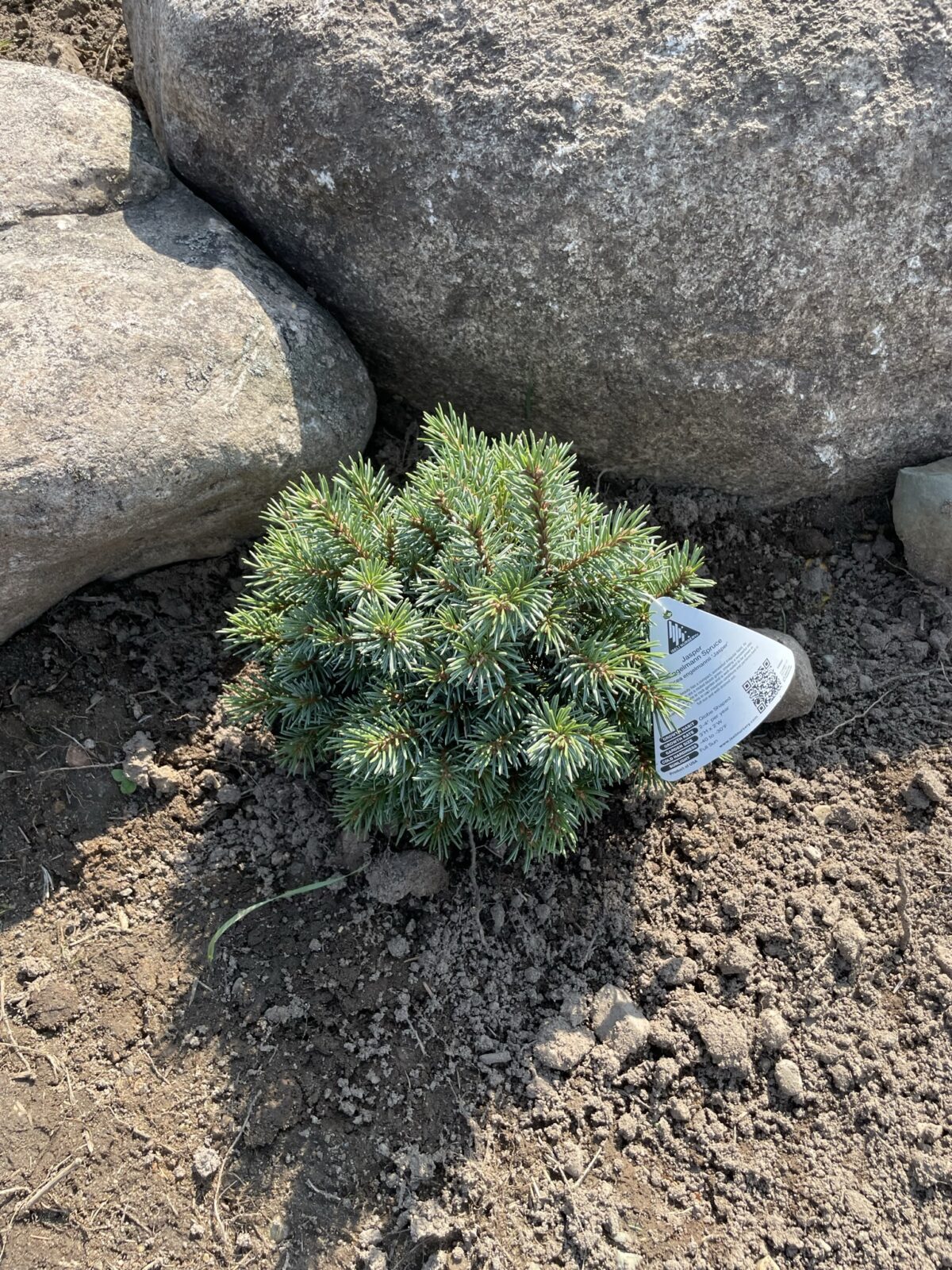 Jasper Engelmann Spruce (Picea engelmannii ‘Jasper’)