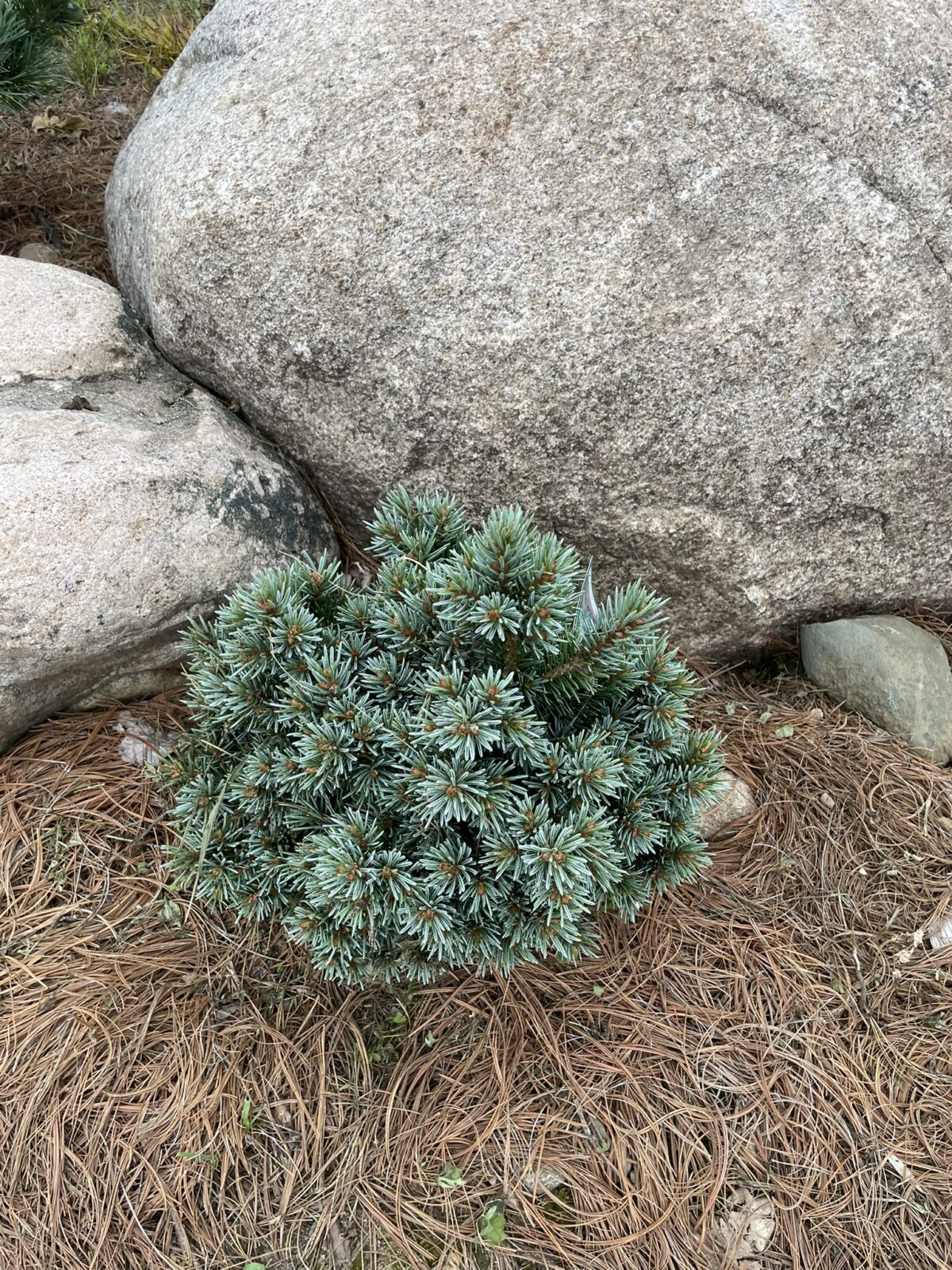 Jasper Engelmann Spruce (Picea engelmannii ‘Jasper’)