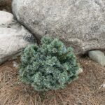 Jasper Engelmann Spruce (Picea engelmannii ‘Jasper’)