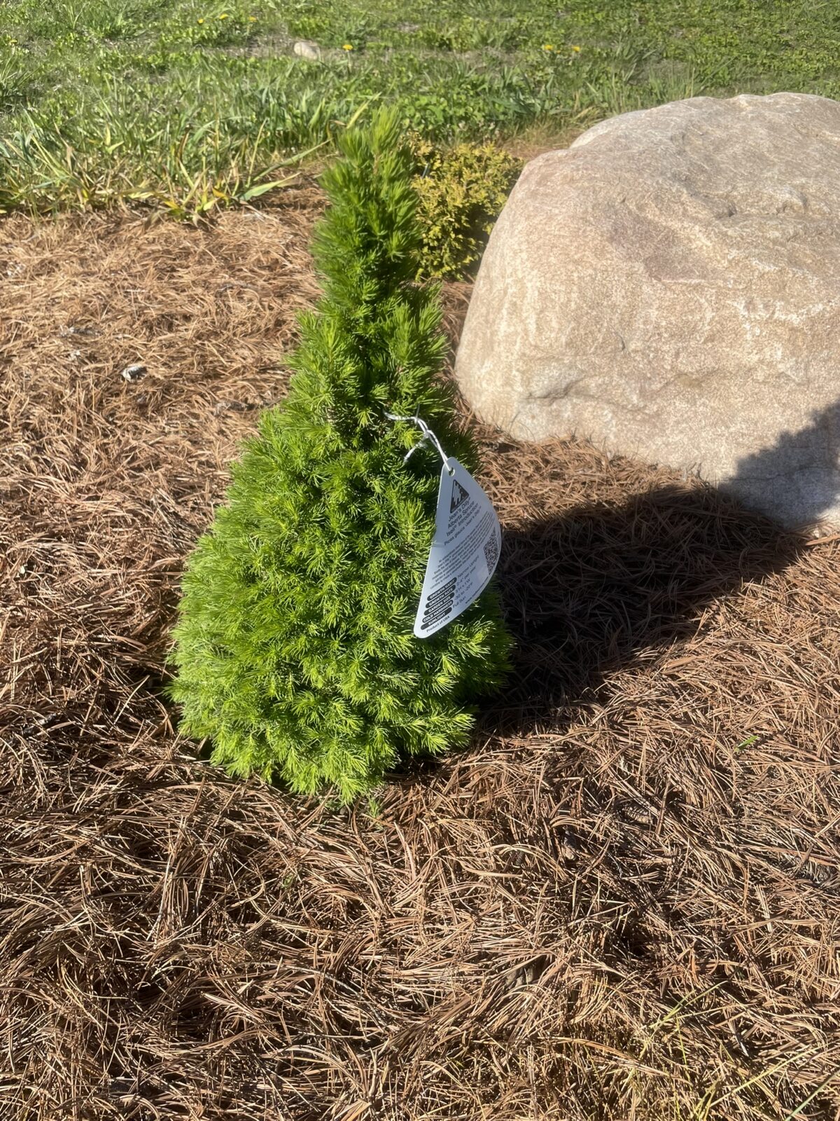 Jean’s Dilly Alberta Spruce (Picea glauca ‘Jean’s Dilly’)