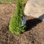 Jean’s Dilly Alberta Spruce (Picea glauca ‘Jean’s Dilly’)
