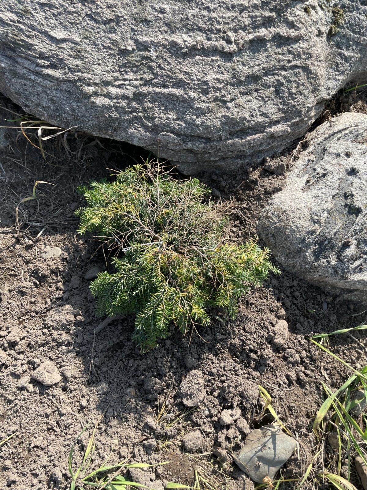 Jeddeloh Canadian Hemlock (Tsuga canadensis ‘Jeddeloh’)