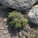 Jeddeloh Canadian Hemlock (Tsuga canadensis ‘Jeddeloh’)