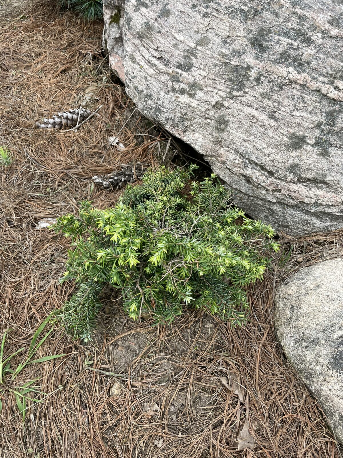 Jeddeloh Canadian Hemlock (Tsuga canadensis ‘Jeddeloh’)