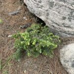 Jeddeloh Canadian Hemlock (Tsuga canadensis ‘Jeddeloh’)