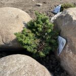 Jervis Canadian Hemlock (Tsuga canadensis ‘Jervis’)