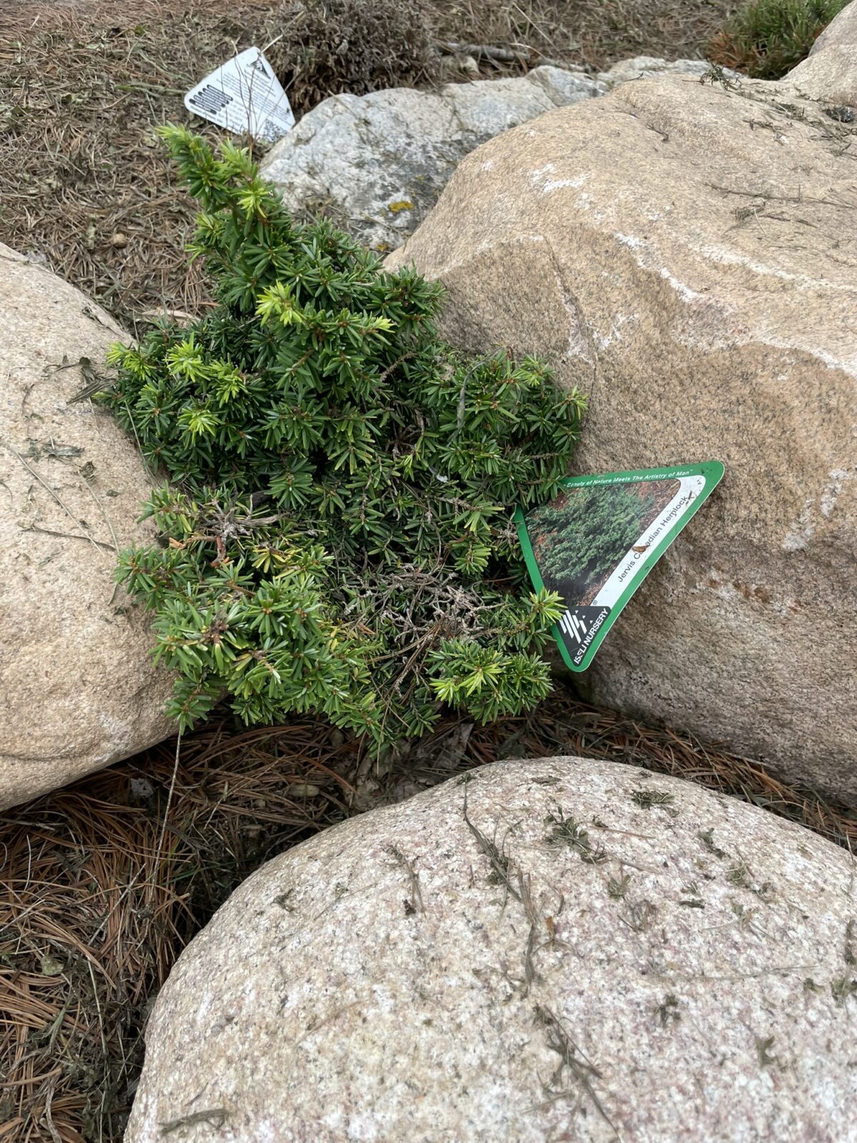 Jervis Canadian Hemlock (Tsuga canadensis ‘Jervis’)