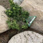 Jervis Canadian Hemlock (Tsuga canadensis ‘Jervis’)