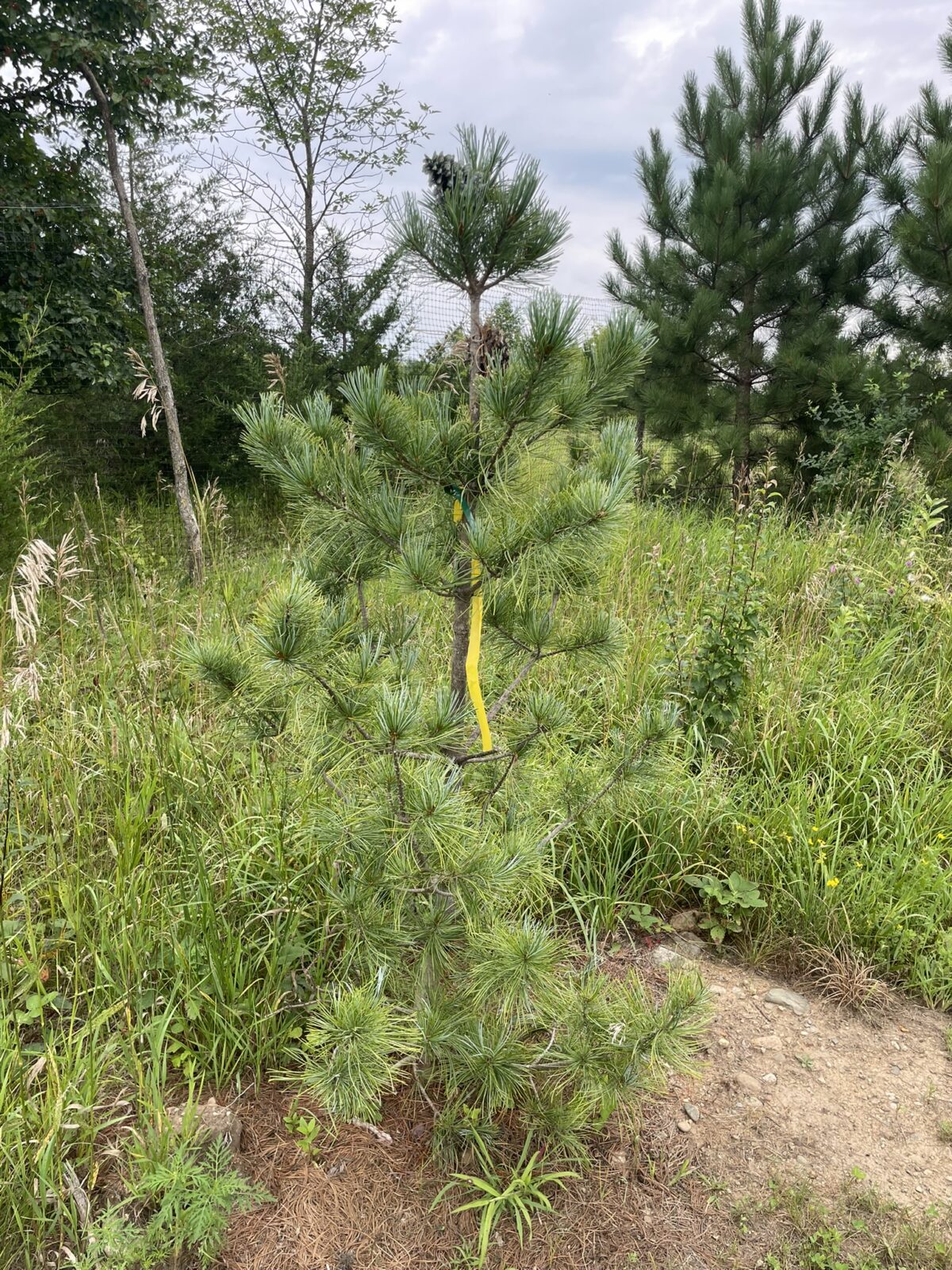 Silveray Korean Pine (Pinus koraiensis ‘Silveray’)