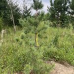 Silveray Korean Pine (Pinus koraiensis ‘Silveray’)